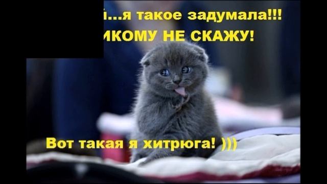 Смешные мемы про кошек 6