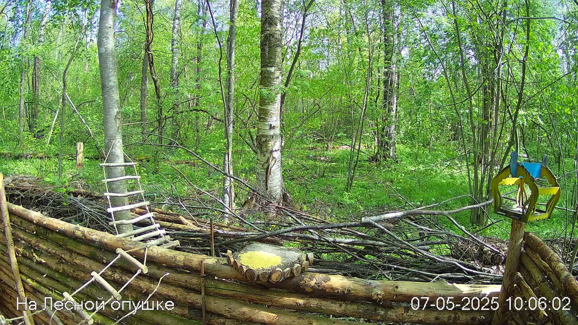 Весений лес онлайн   #Relaxing #природа #звуки леса #птицы  #погода