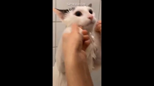 Смешные животные #1