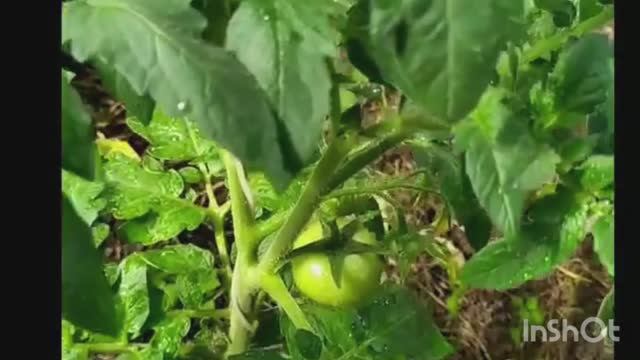 Об эффективных подкормках томатов. Из моего архива.