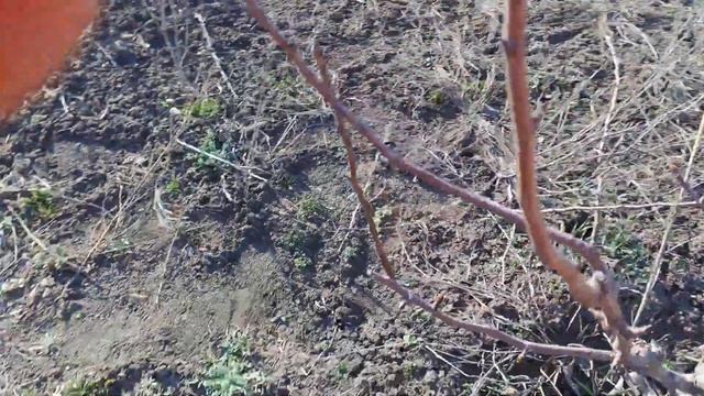 Як правильно обрізати Груші,щоб врожай був хороший