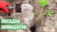 ВСЕГДА ДОБАВЛЯЮ ЭТО при посадке и от Помидоров ОТБОЯ НЕТ