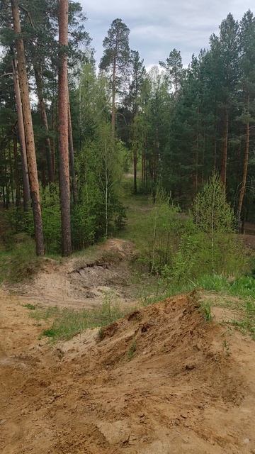 Весенний лес