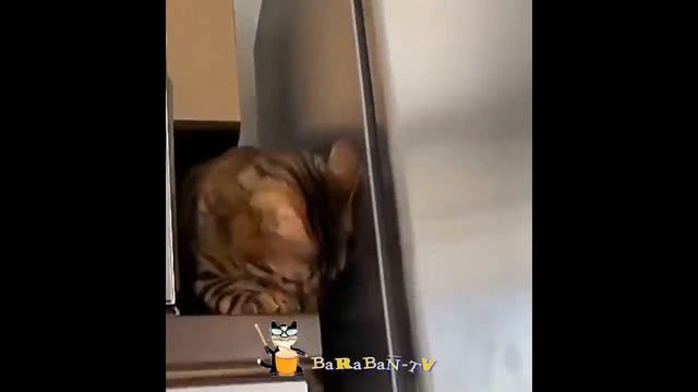 🐈Смешные кошки - Лучшие видео! 😸 Подборка приколов с котам и кошками!