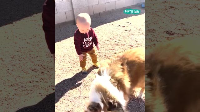 Когда питомцы смешат - Эпизод 101