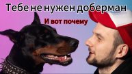 Доберманы - история их создания. Проблемы породы. Доберманы - отказники.