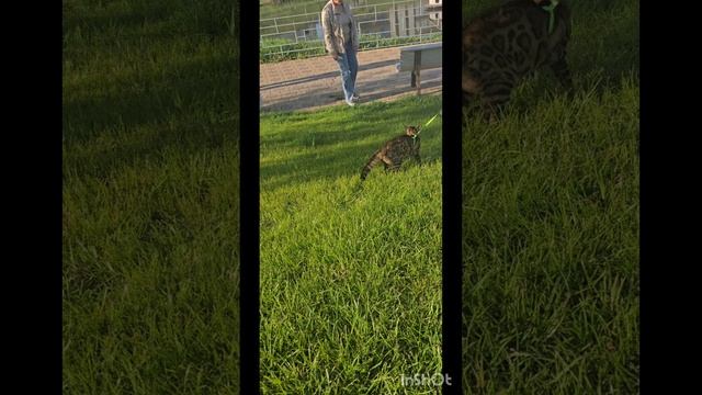 Бенгалы на улице