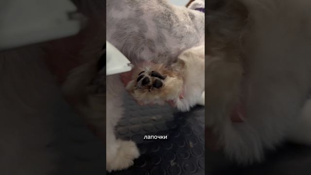 Работа ученицы. Оцените результат 😉 #шитцу #viral #fyp #рек