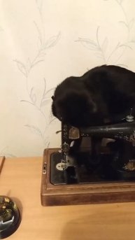 Кот шьет на швейной машинке