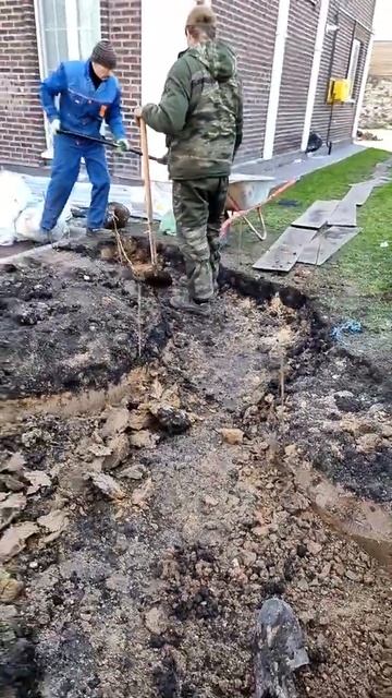 Благоустройство территории, газон. +79852112547 WhatsApp