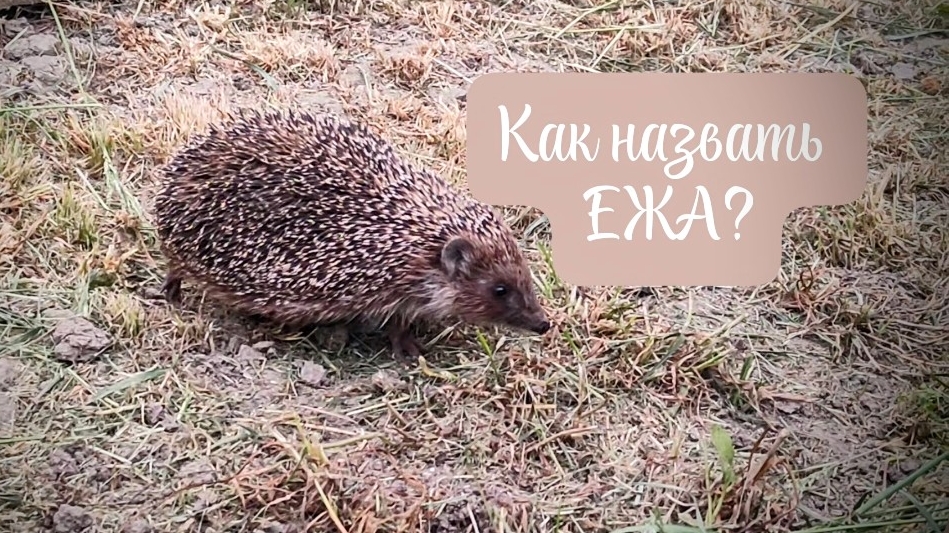 БЕССТРАШНЫЙ ЕЖИК) ПОМОГИТЕ ПОДОБРАТЬ ЕМУ КЛИЧКУ)