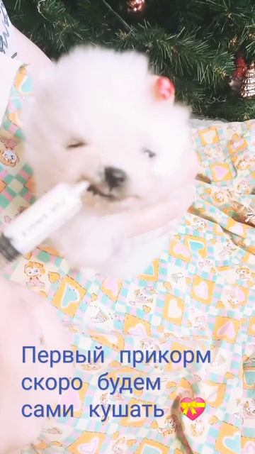 #моипитомцы #едаялюблютебя #померанскийшпиц #щенки #шпиц_померанский