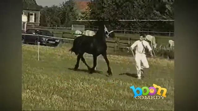 «Веселые» скачки - смешно до боли