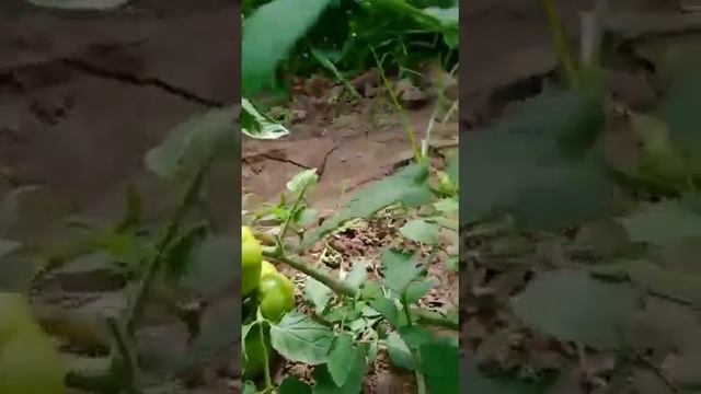 турсунзода теплица номер 4