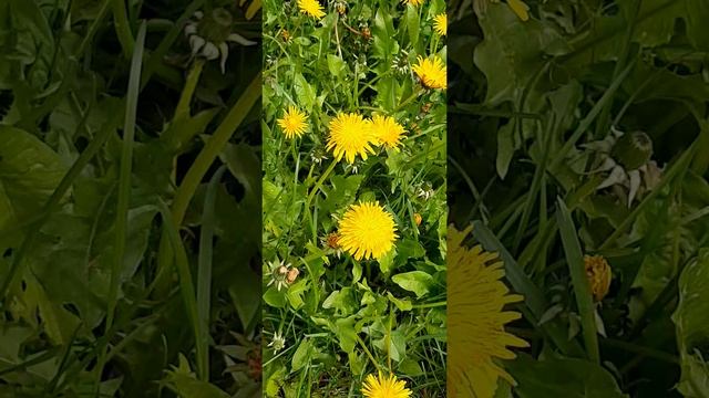 07-05-2025 7 мая Разноцветный ковёр