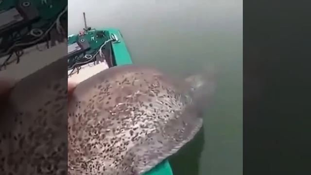 video_6834052532890.mp4