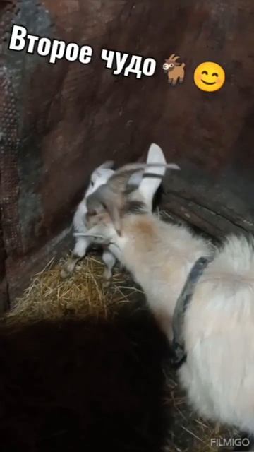 Вот такие малыши появились у нас сегодня 🥰