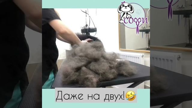 Вычесывание шпица Хасана в "СОФИ"