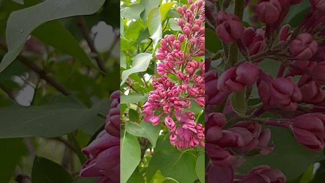 07-05-2025 7 мая утренняя цветочная прогулка....