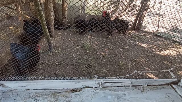 СТЕЛЮ СІНО ДЛЯ КУРЧАТ, ОБЛАШТОВУЮ ВОЛЬЄРИ