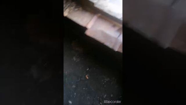 Дом в деревне! баня, Убираемся в сарае! Класс.