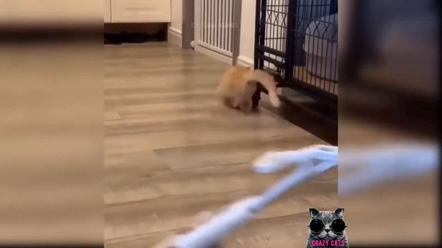 Мега смешные котята!🐈 Подборка приколов с котятами и кошками!