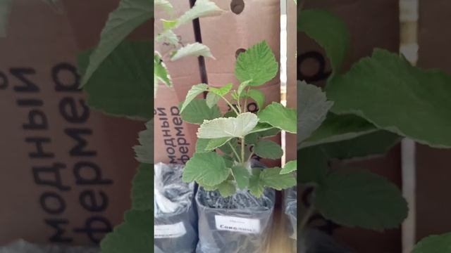 Купила супер сорта малины Джорджия Соколица Халлей