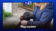 Ищу хозяина