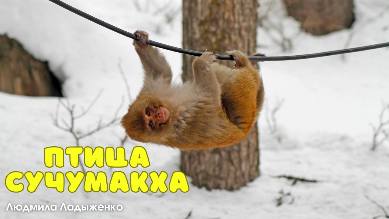 Птица Сучумакха