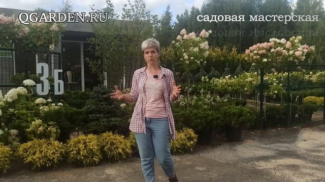Опора для гортензии  на штамбе от Кью.