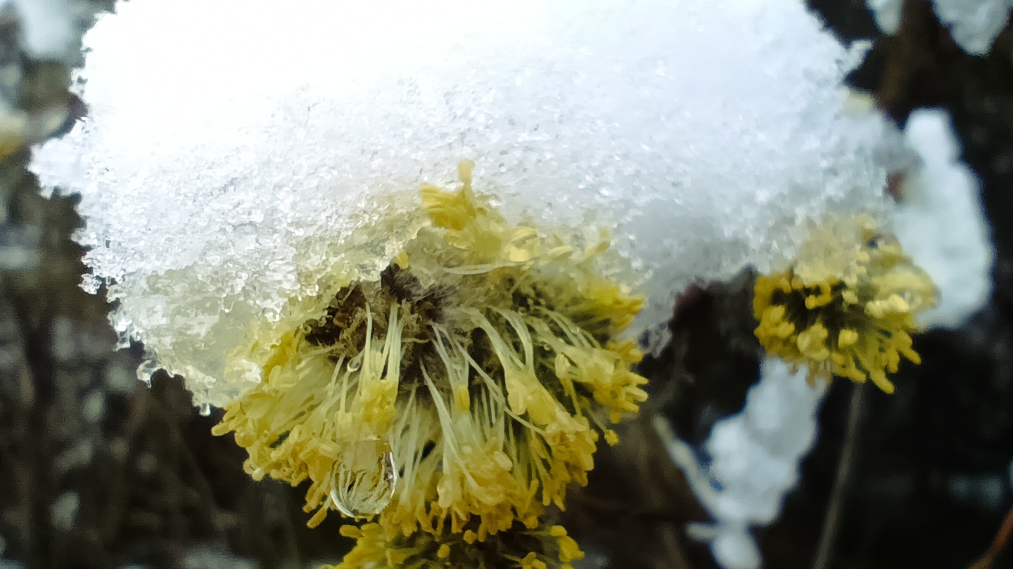 Утро на даче, Карелия