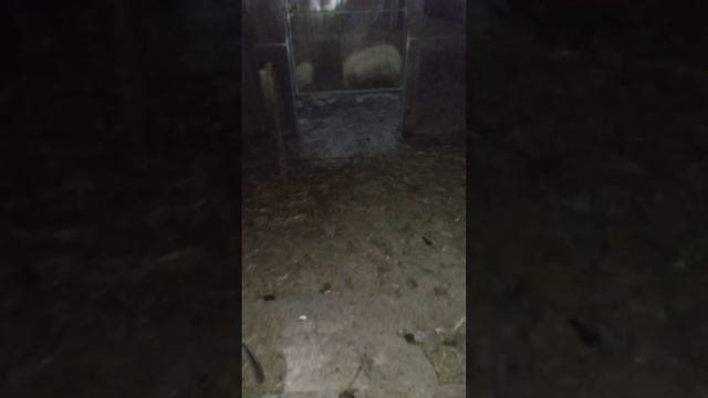 как сейчас зимуют мои куры
