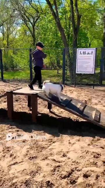 Гордей маленький кинолог - дурит Лео😈🐶 #смешнойшортс #смешныеживотные #джекрасселтерьер #кинолог