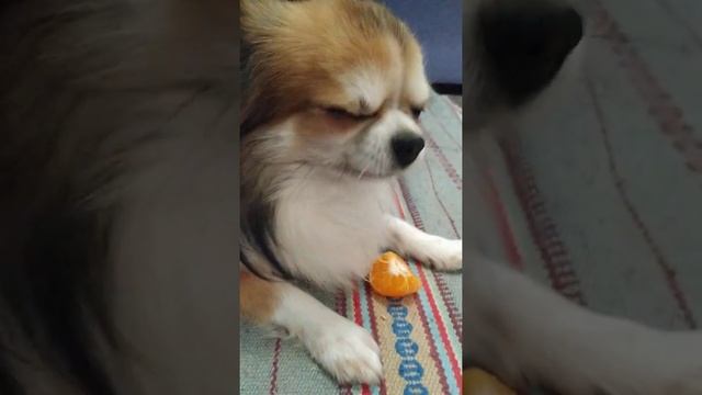 СОБАКА ЕСТ МАНДАРИН. Тоби-воришка.