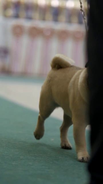 мопс НАЙС ВЛАНИ ИРВИНГ (Юный Чемпион России)