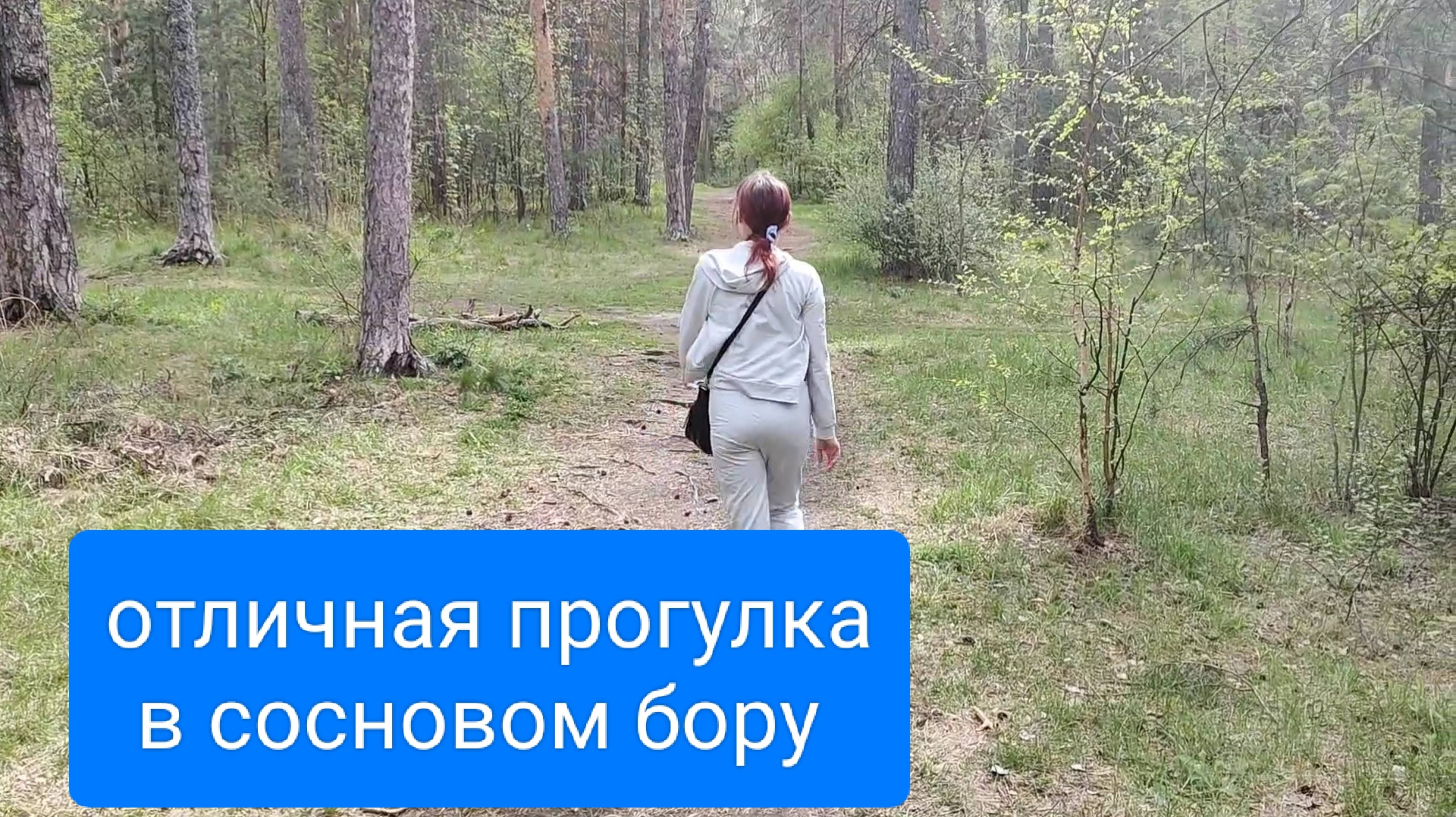 сосновый бор вдохновляет