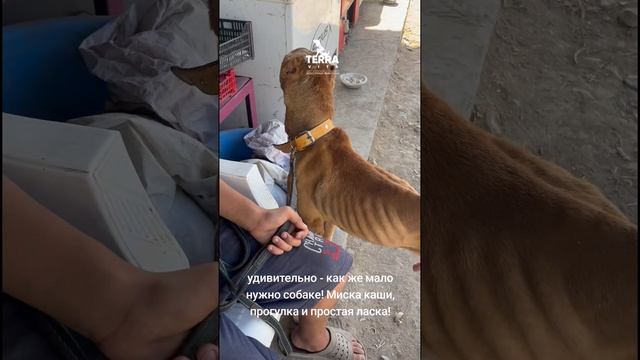 Рокки