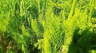 Собираем полевой хвощ май-июнь