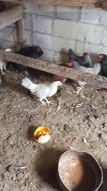 Купил молодок, 3 доминант и 3 хайсекс.