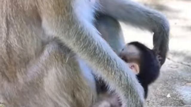 Вероятно, макака догадывается, что детеныш - метис...  1000004035.mp4