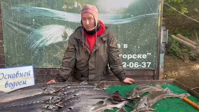 Ночной улов Осетра 34кг