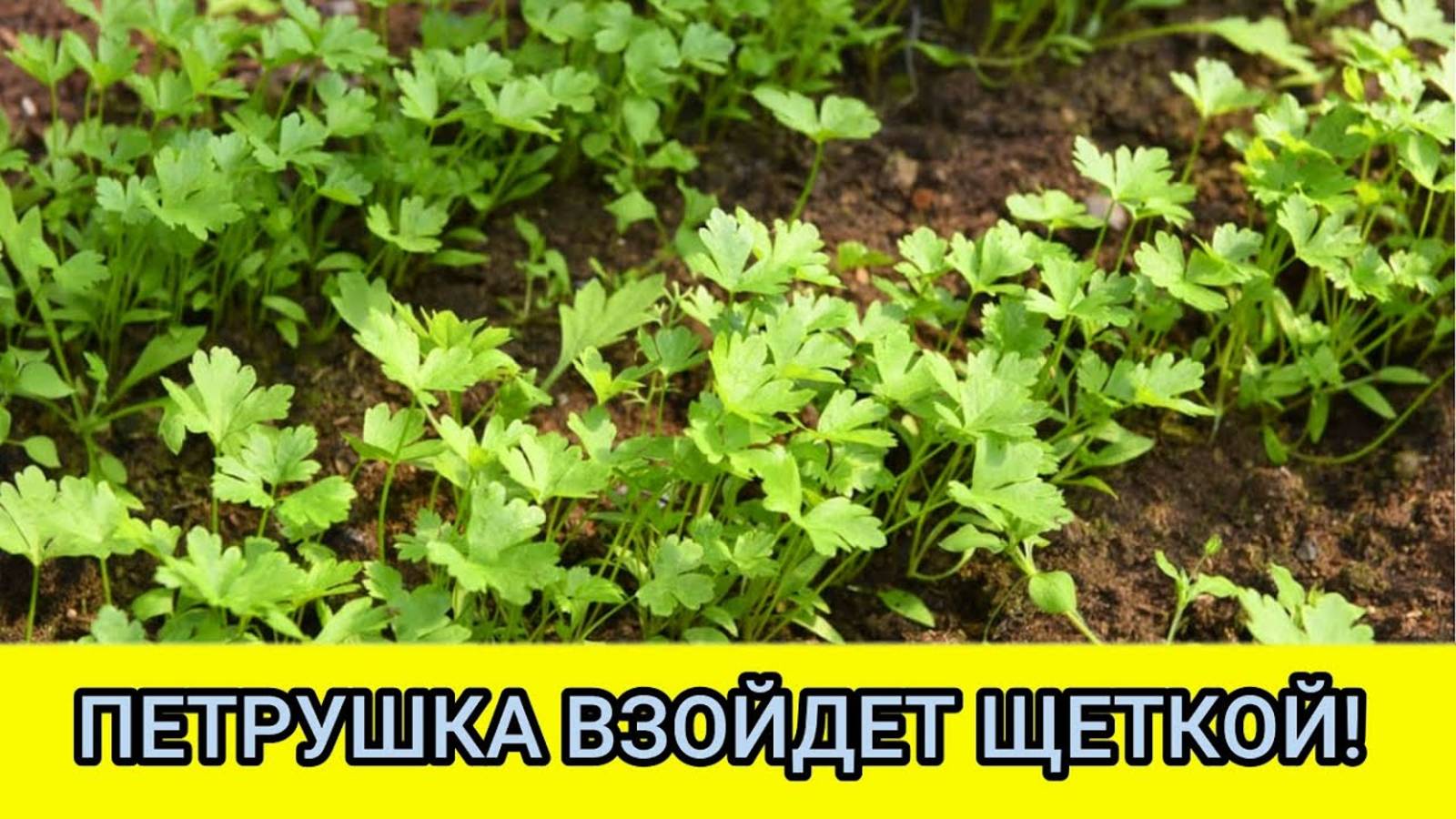 ПЕТРУШКА ВЗОЙДЕТ ЩЕТКОЙ! Посейте так петрушку, получите быстрые всходы.