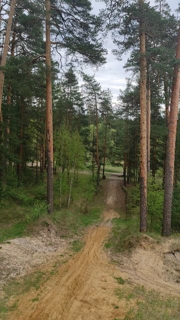 Весенний лес