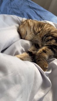 Милые котики 🐱
