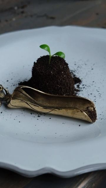 Цветочная рассада | Черенок🌱 #рассада#цветочнаярасса