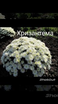 Белые цветы
