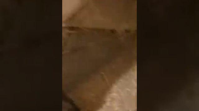 Охота суету навести. Щенок играет.28 января 2023 г..mp4