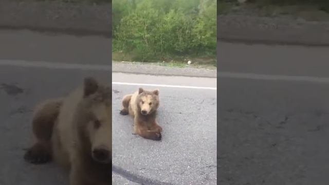 Попрошайки мишки.