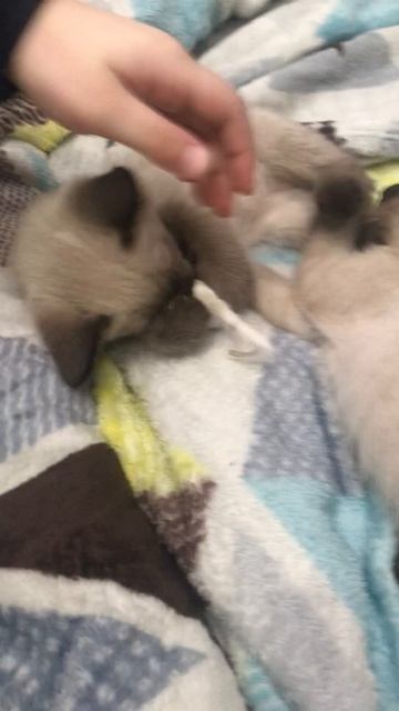 Милые котятки