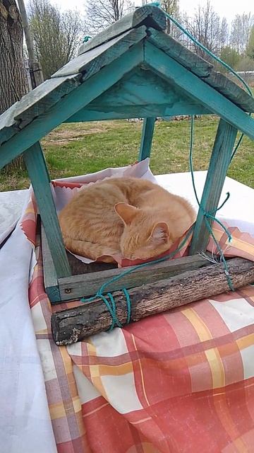 Кошкин дом)